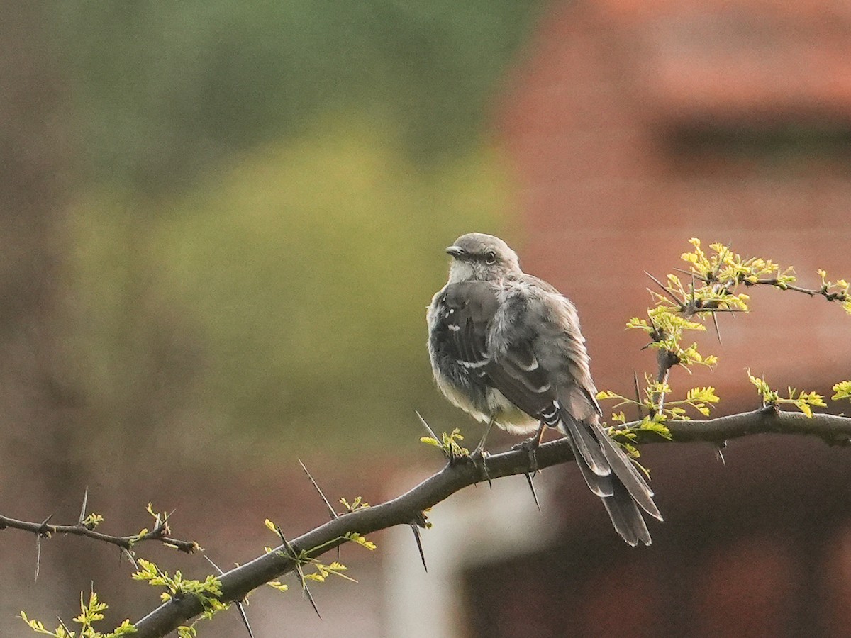 Northern Mockingbird - ML641956305