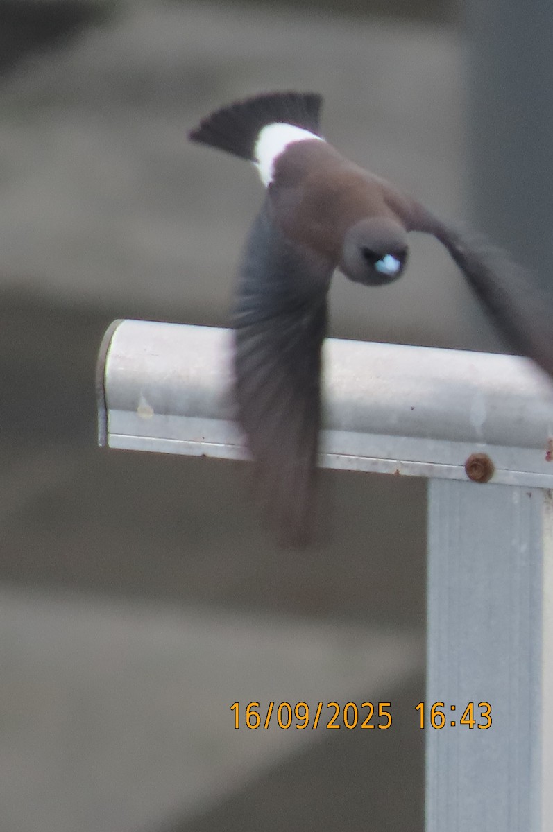 White-breasted Woodswallow - ML641956306