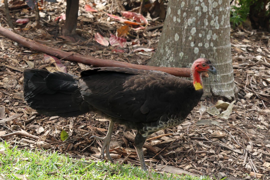 Australian Brushturkey - ML641956307