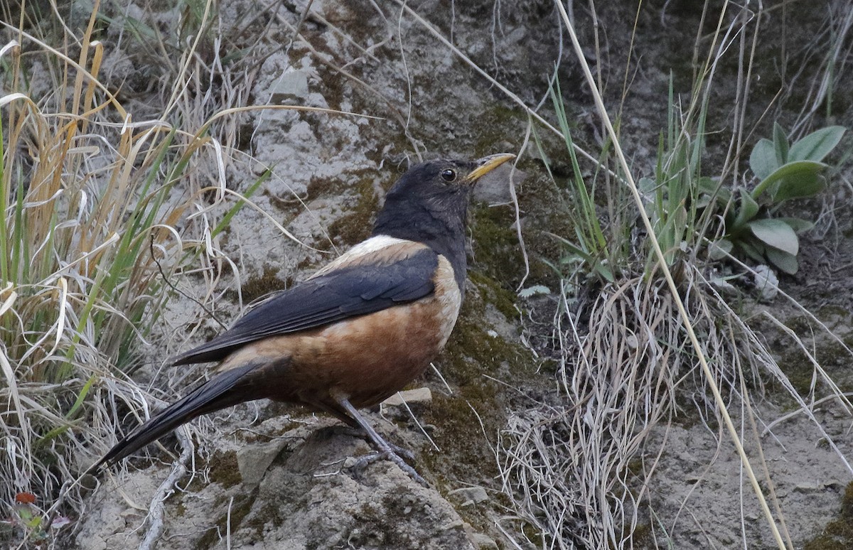 White-backed Thrush - ML64195631