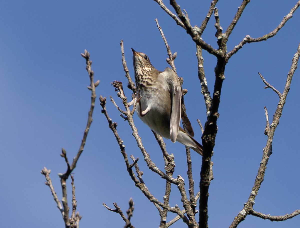 Gray-cheeked Thrush - ML641956321