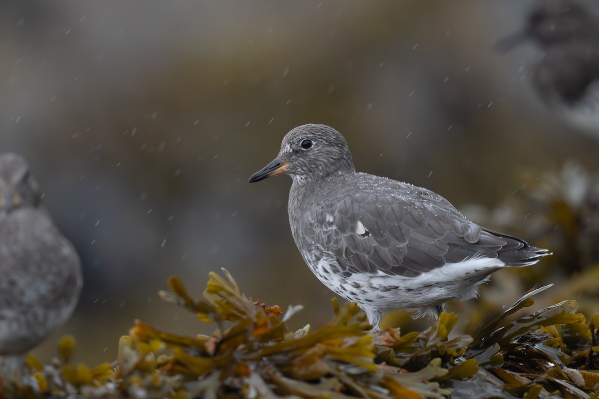 Surfbird - ML641956346