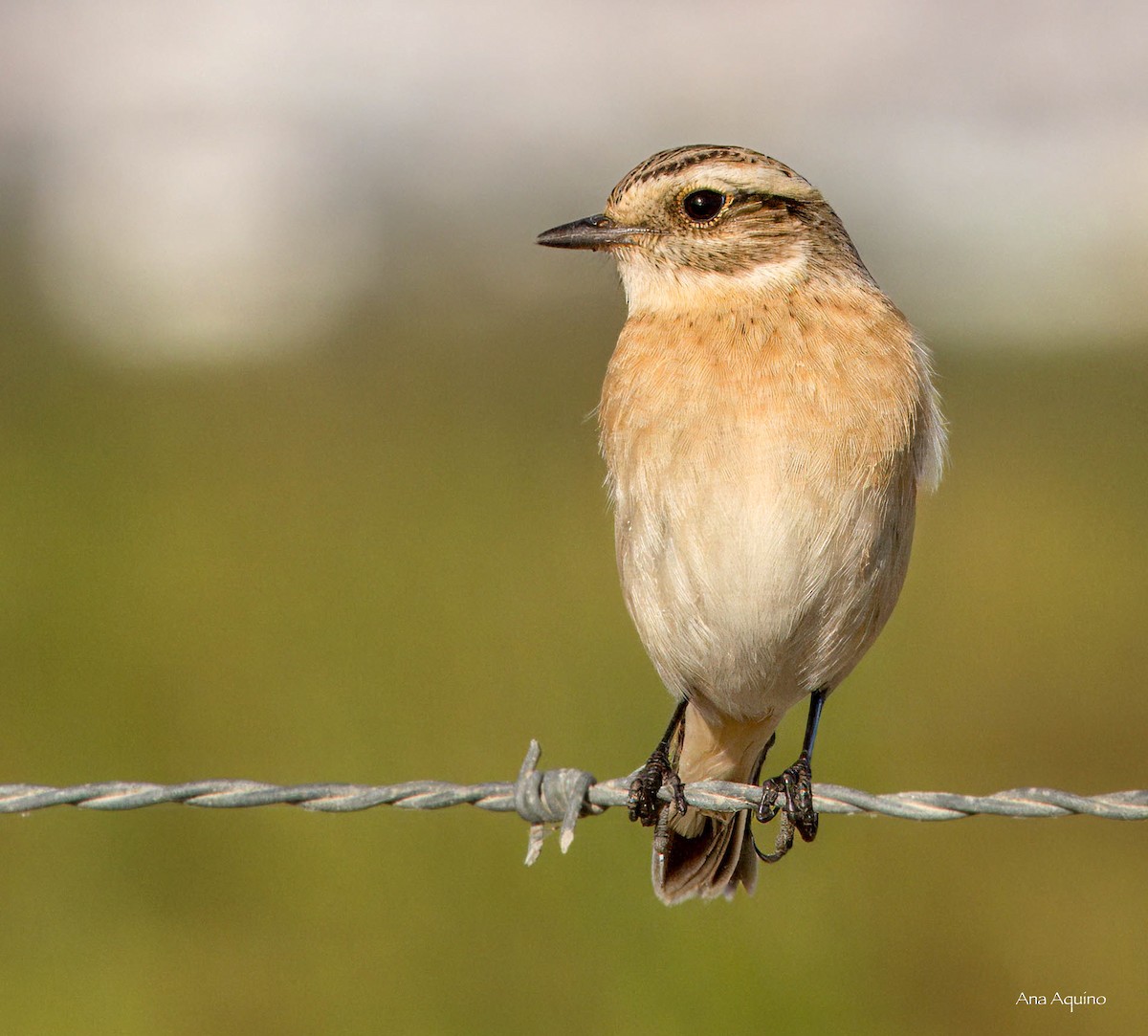 Whinchat - ML641956360