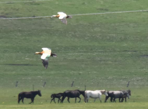 Ruddy Shelduck - ML641956363