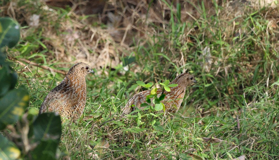 Brown Quail - ML641956366