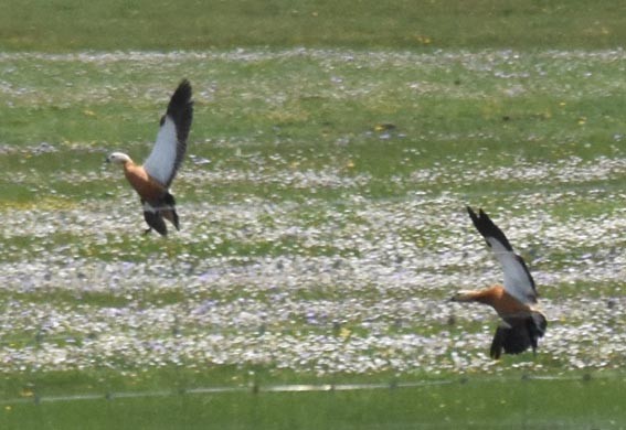 Ruddy Shelduck - ML641956368