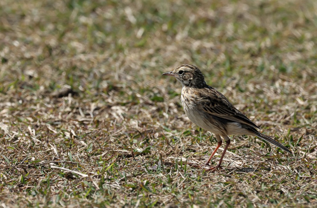 Australian Pipit - ML641956380
