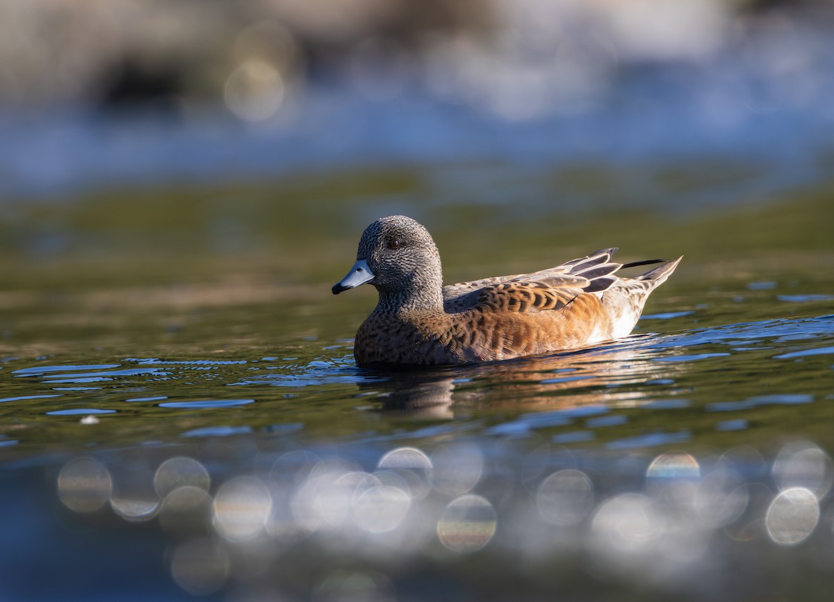 American Wigeon - ML641956393