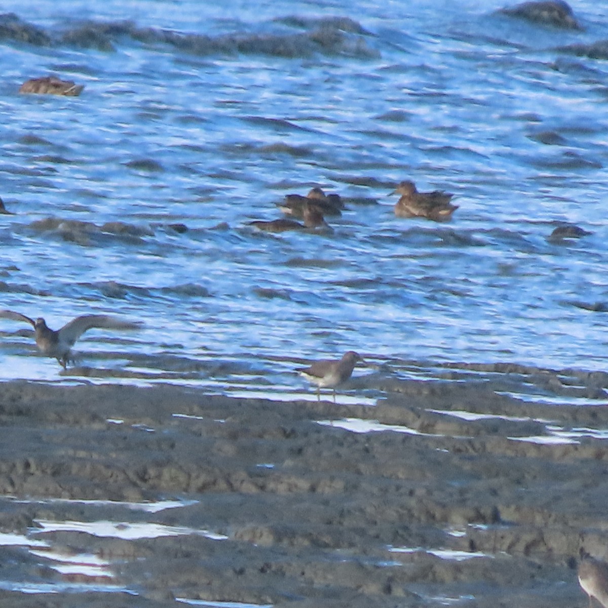 Surfbird - ML641956394