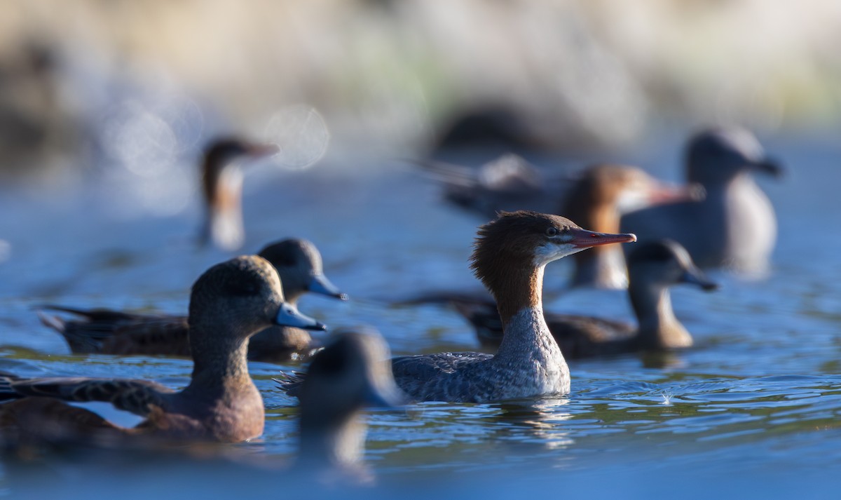 Common Merganser - ML641956395