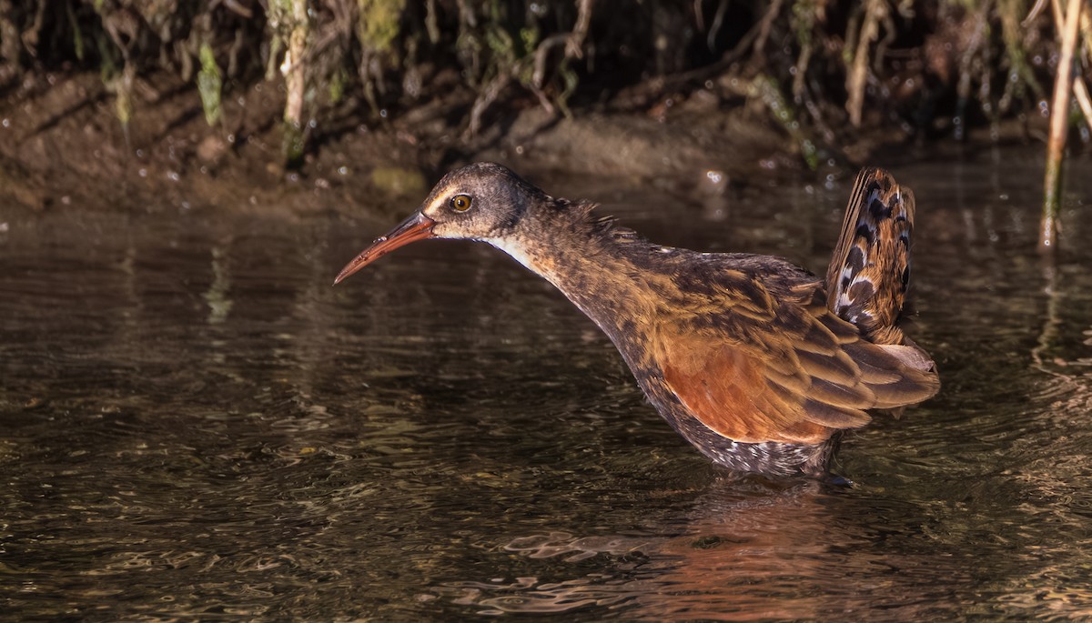 Virginia Rail - ML641956397