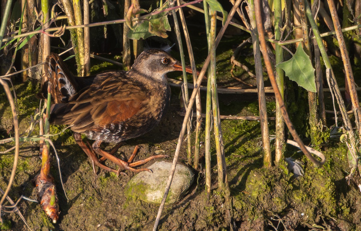 Virginia Rail - ML641956398