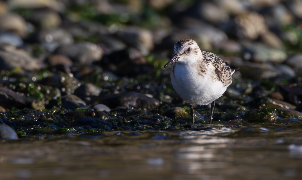 Sanderling - ML641956400