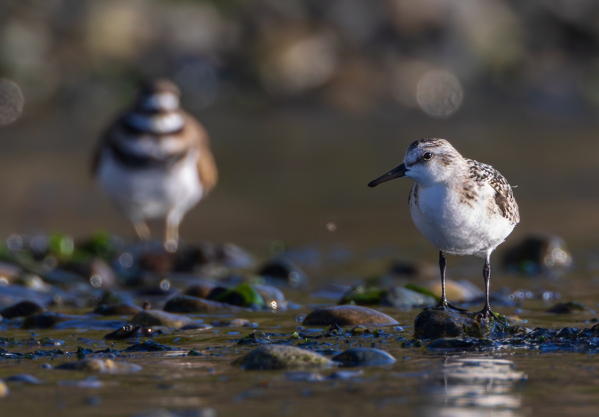 Sanderling - ML641956401