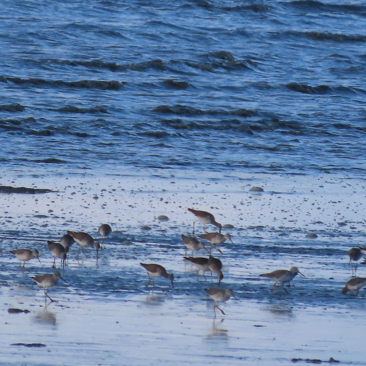 Greater Yellowlegs - ML641956402