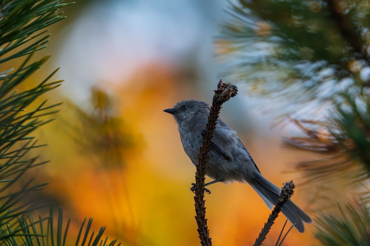 Bushtit - ML641956409