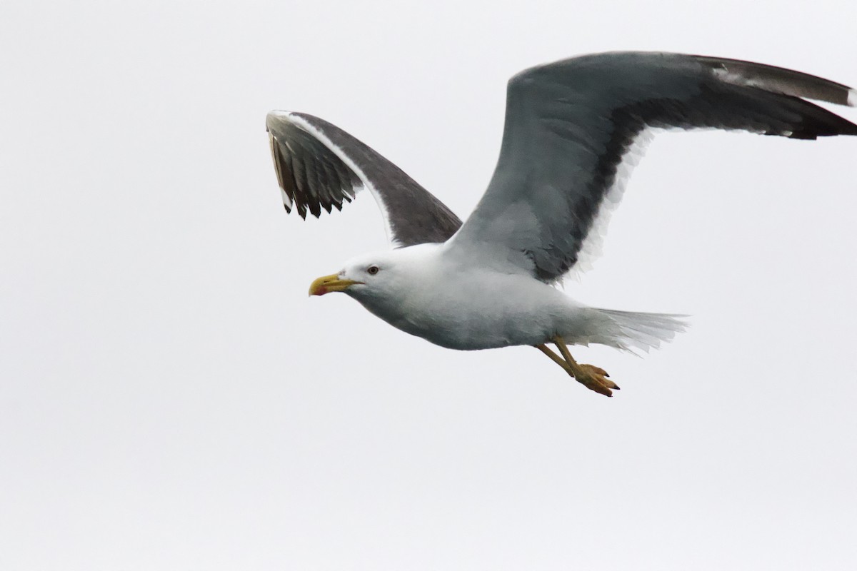 Gaviota Sombría - ML641956413