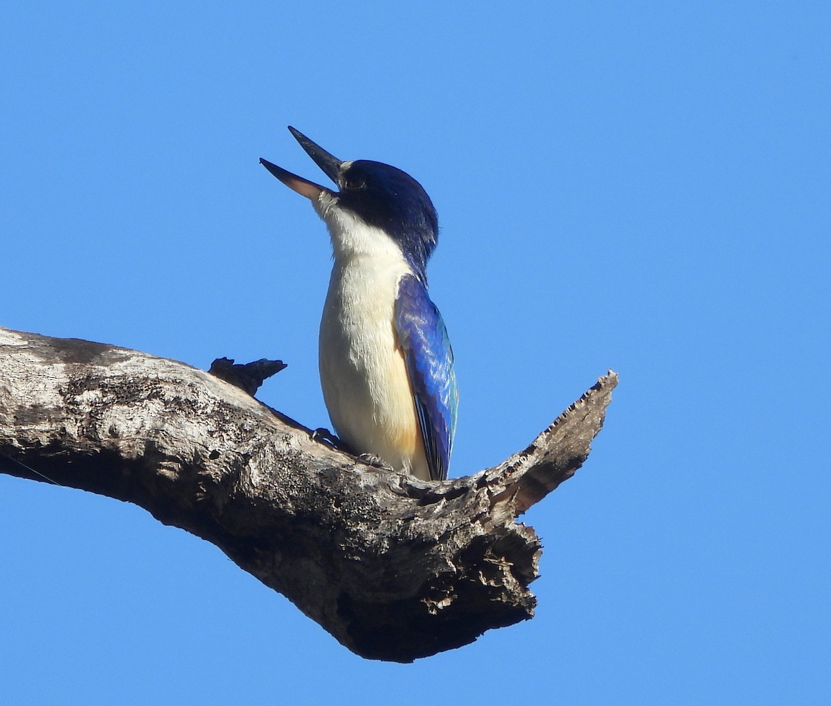 Forest Kingfisher - ML641956444