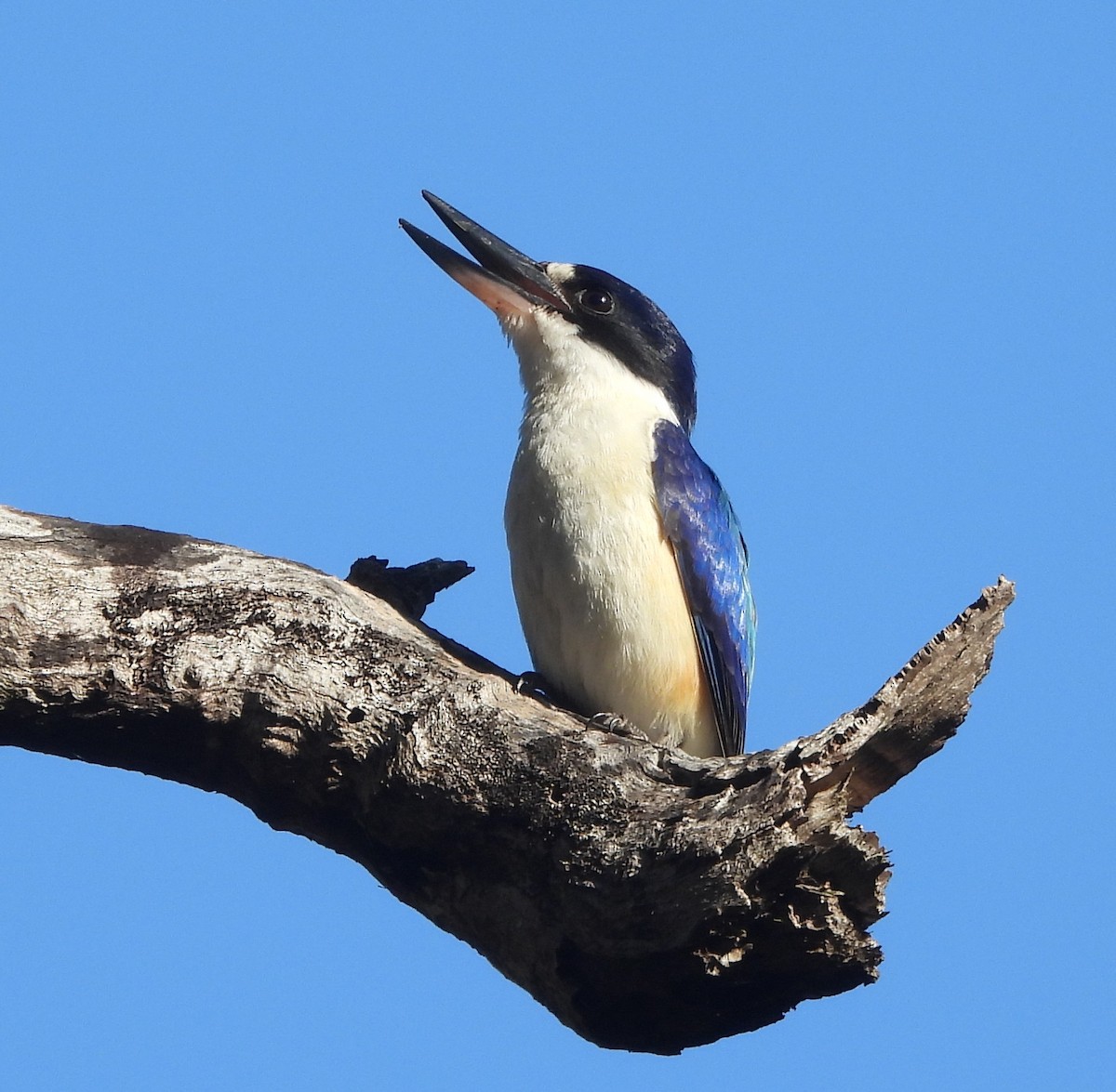 Forest Kingfisher - ML641956445