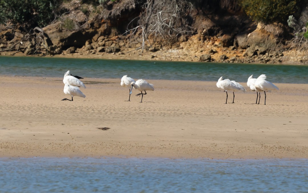 Royal Spoonbill - ML641956451