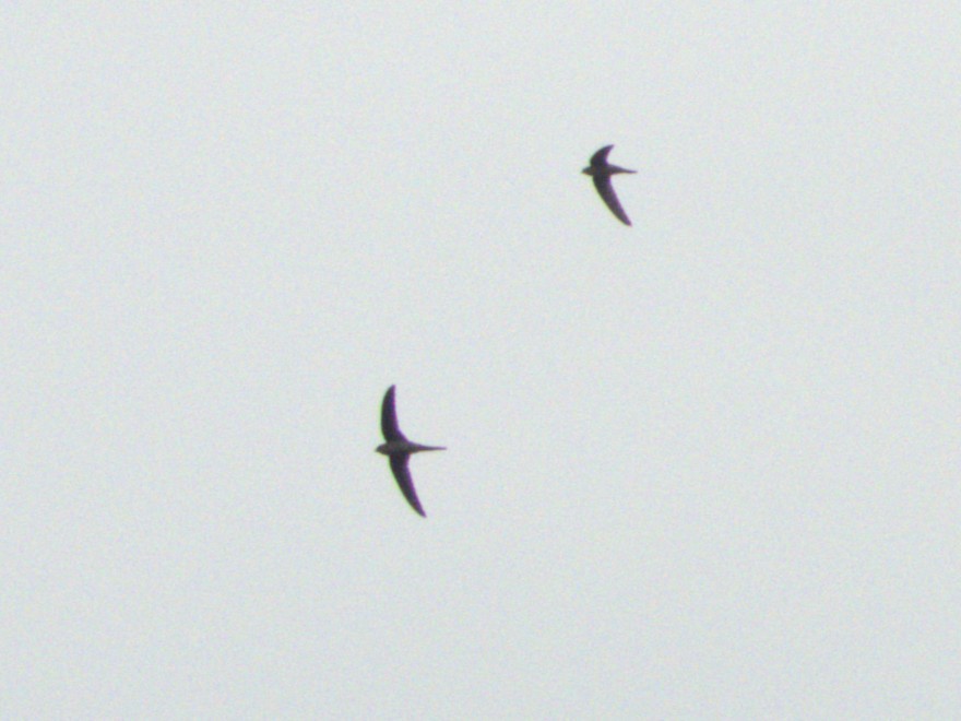 Asian Palm Swift - ML641956459