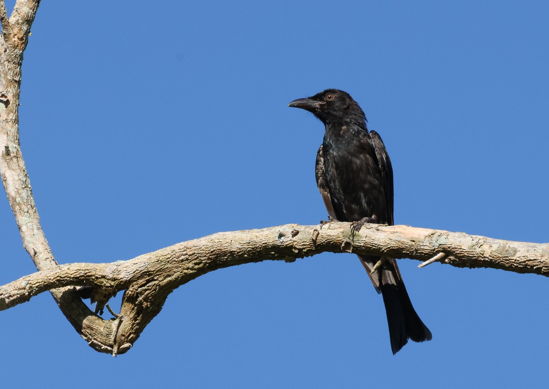 Spangled Drongo (Spangled) - ML641956461