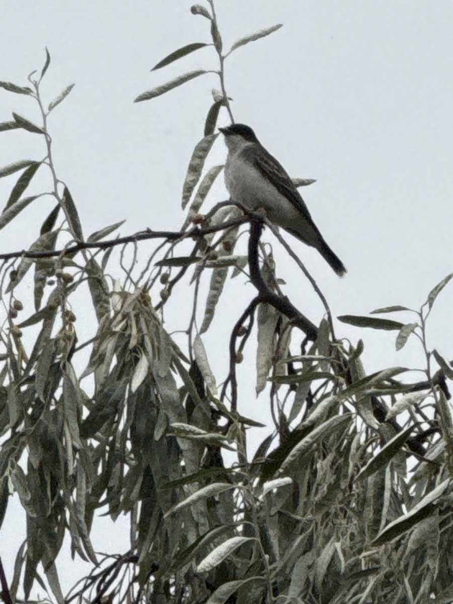 Eastern Kingbird - ML641956462