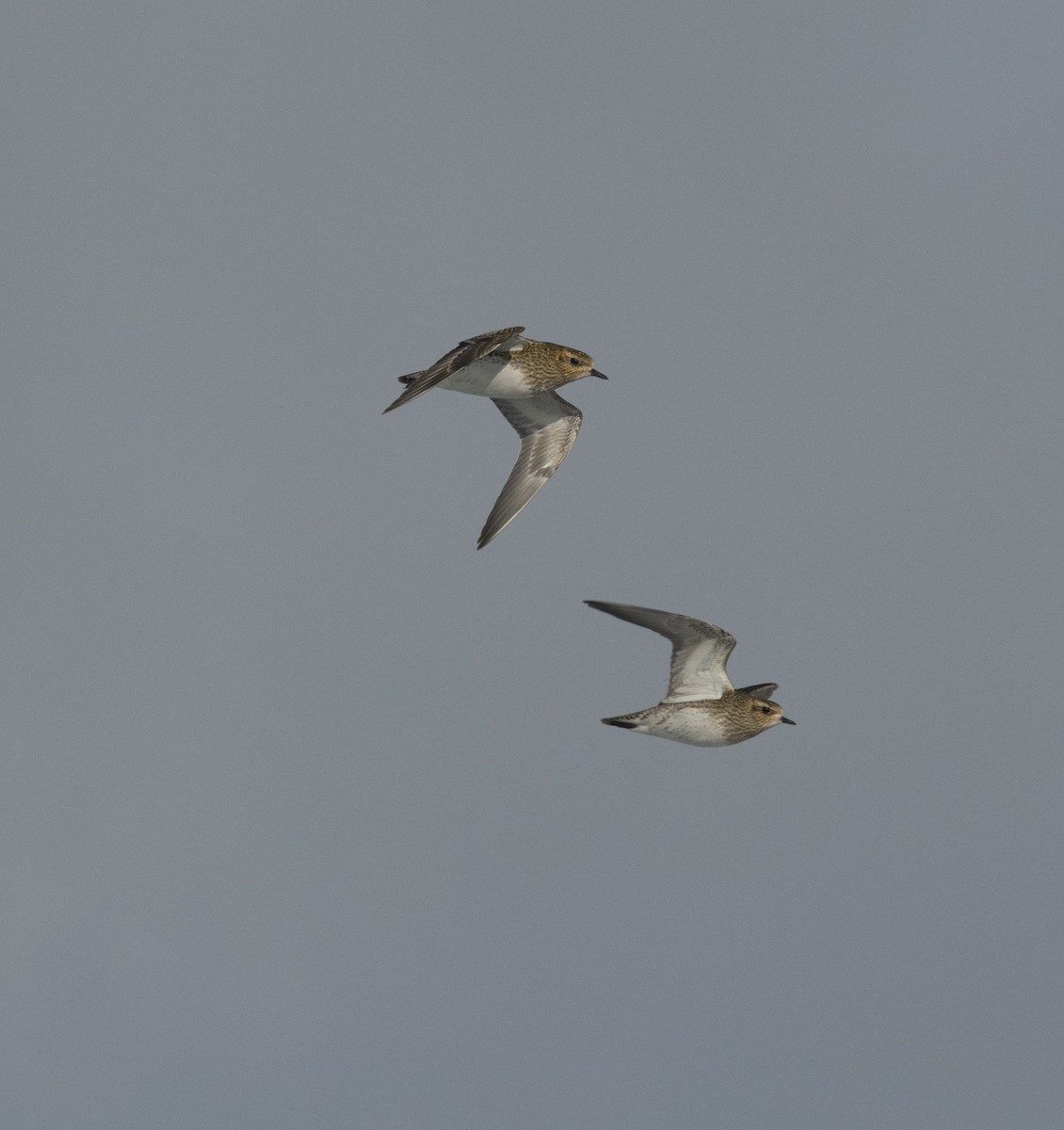 European Golden-Plover - ML641956467