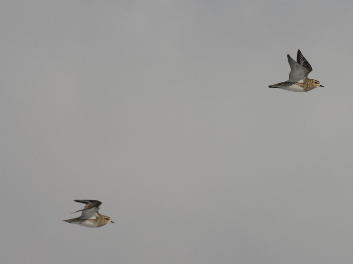 European Golden-Plover - ML641956468