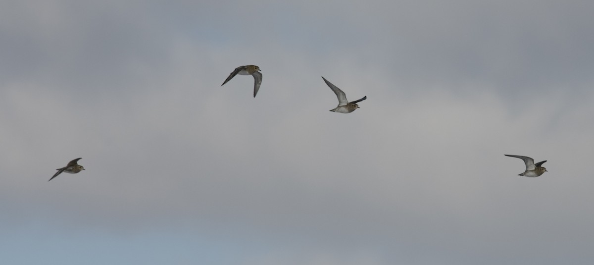 European Golden-Plover - ML641956469