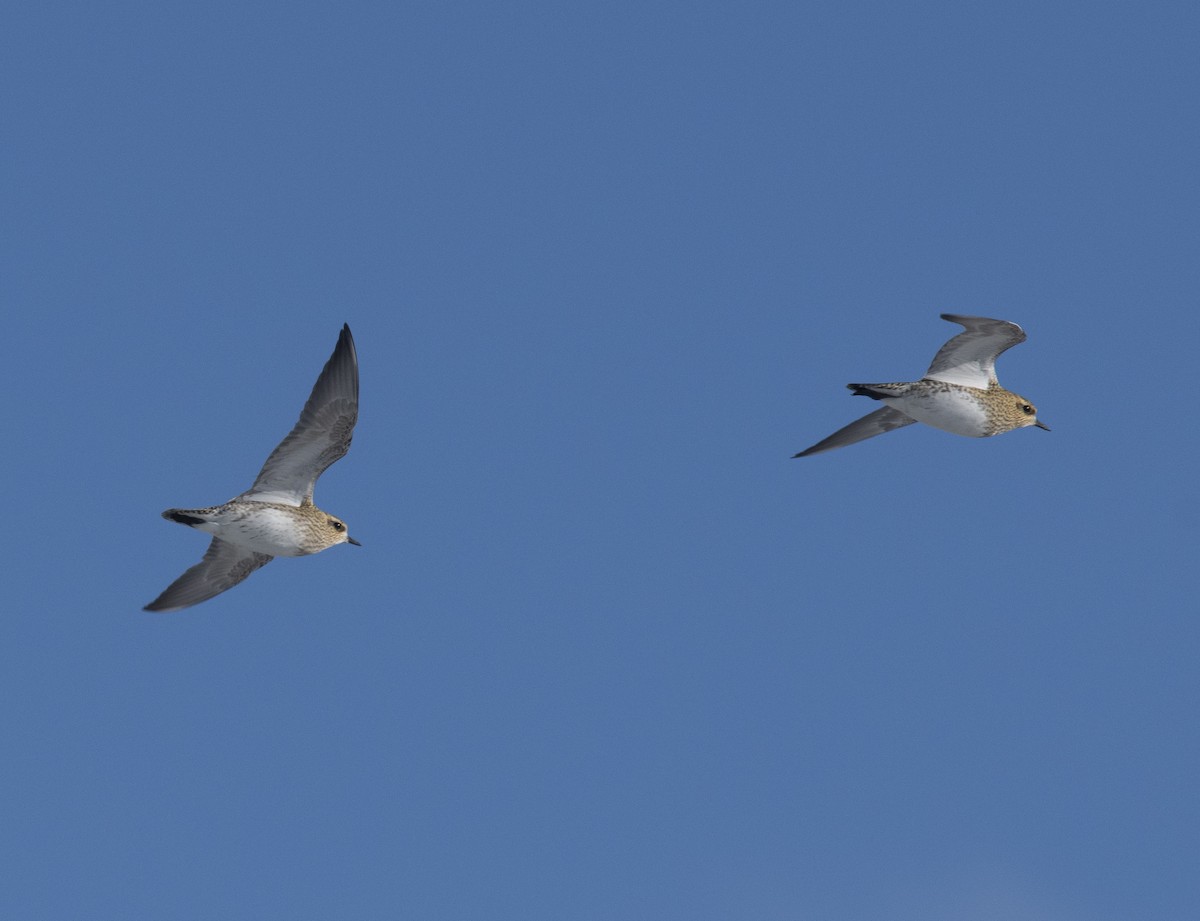 European Golden-Plover - ML641956470