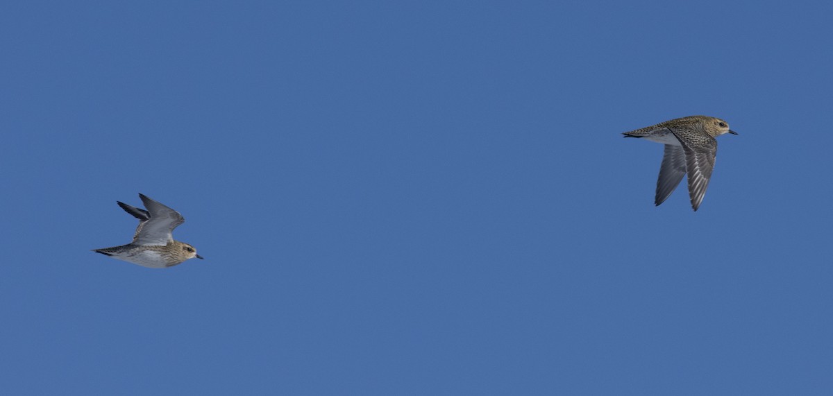 European Golden-Plover - ML641956473