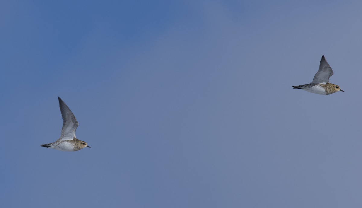 European Golden-Plover - ML641956474