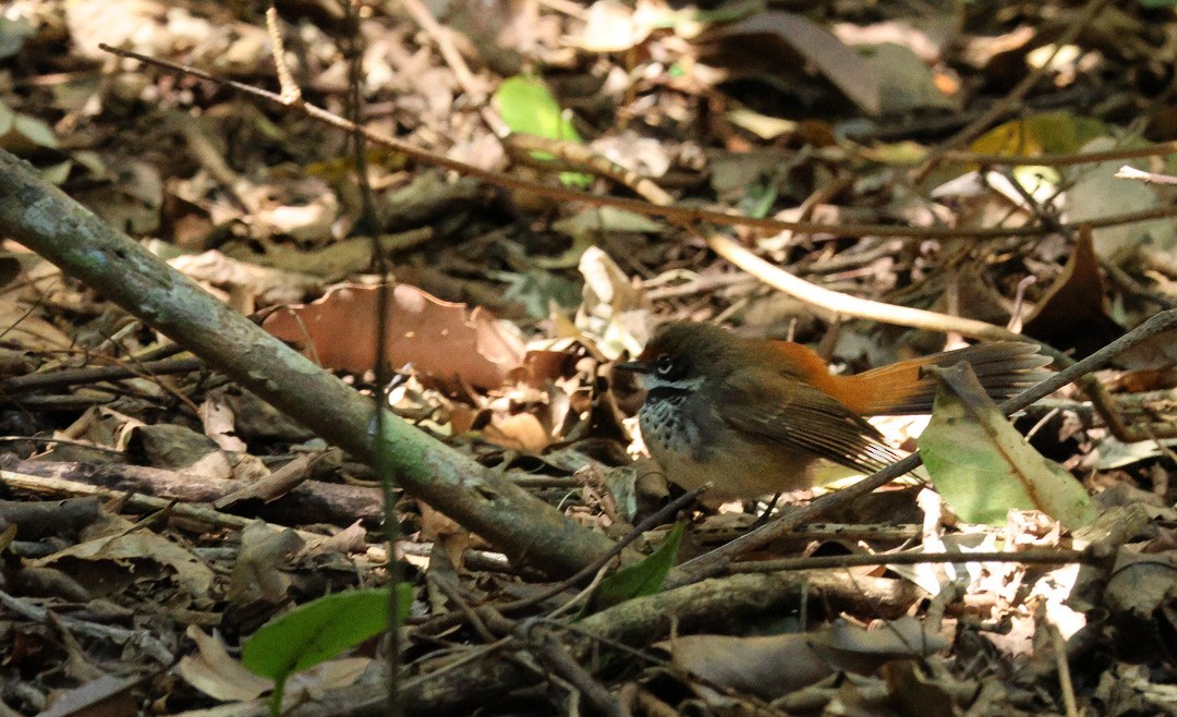 Australian Rufous Fantail - ML641956508