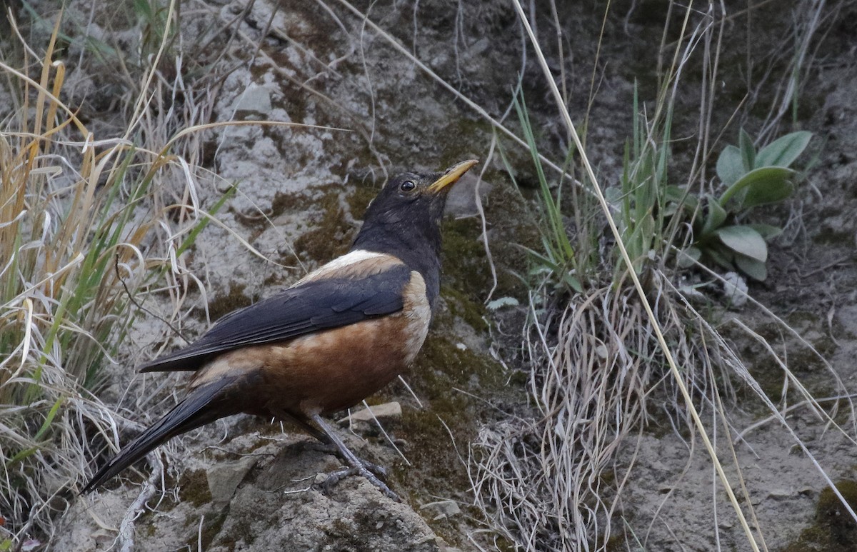 White-backed Thrush - ML64195651