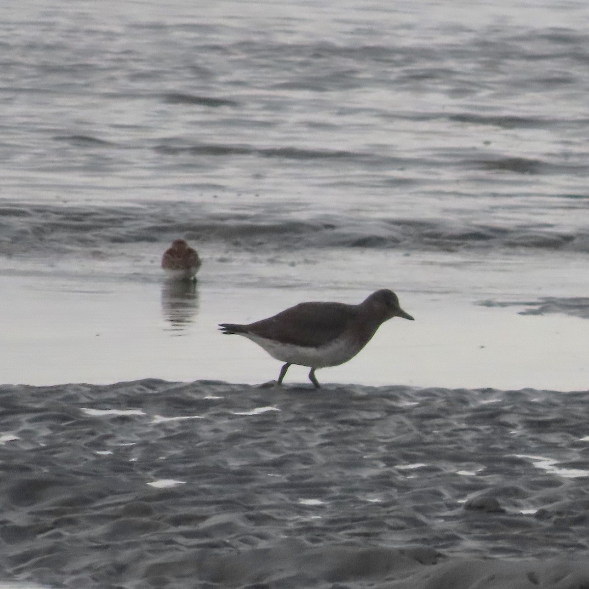 Surfbird - ML641956557