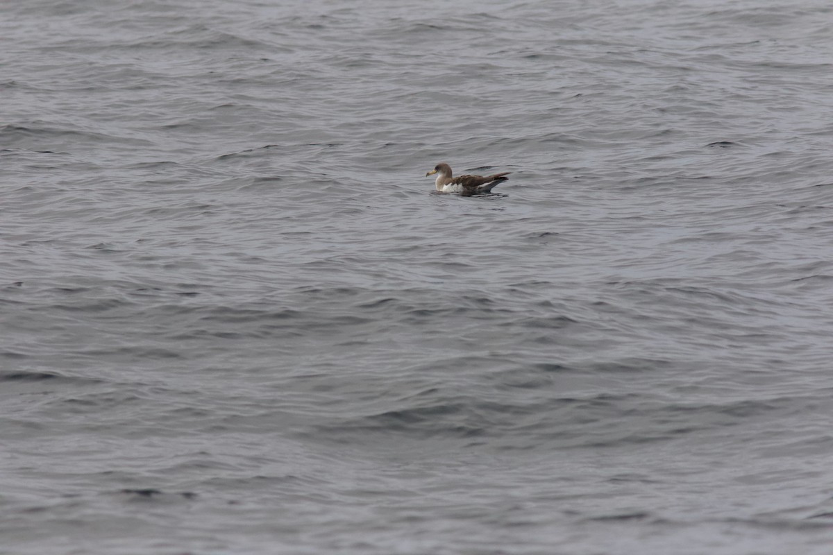 Cory's Shearwater - ML641956572
