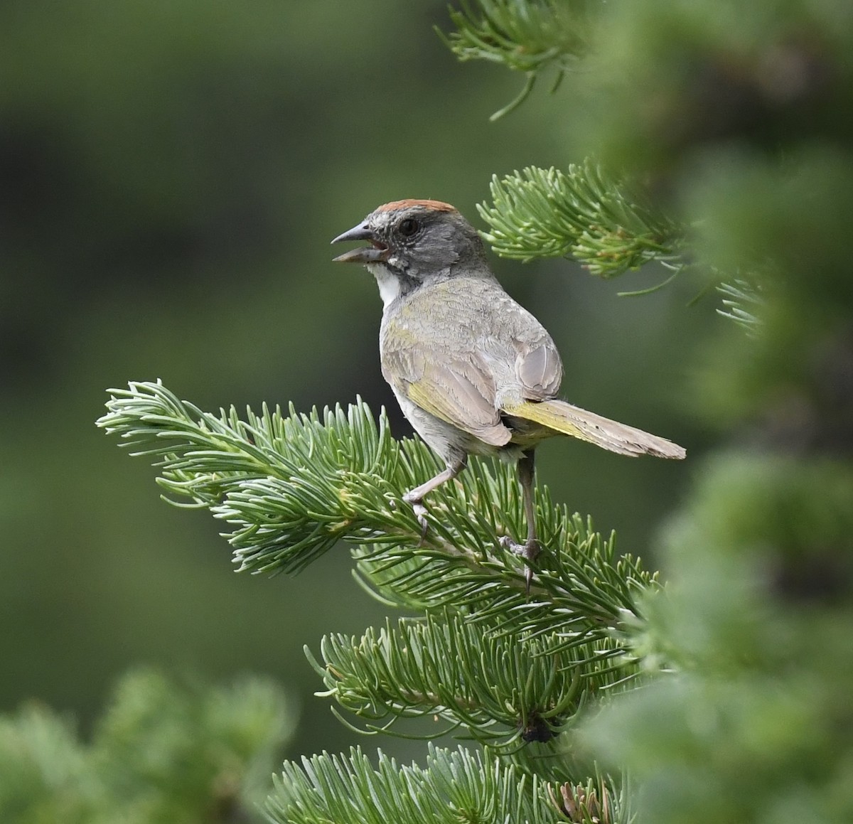 Green-tailed Towhee - ML641956574