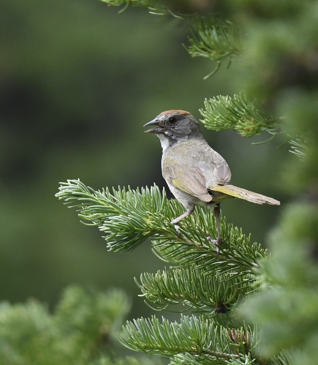 Green-tailed Towhee - ML641956575