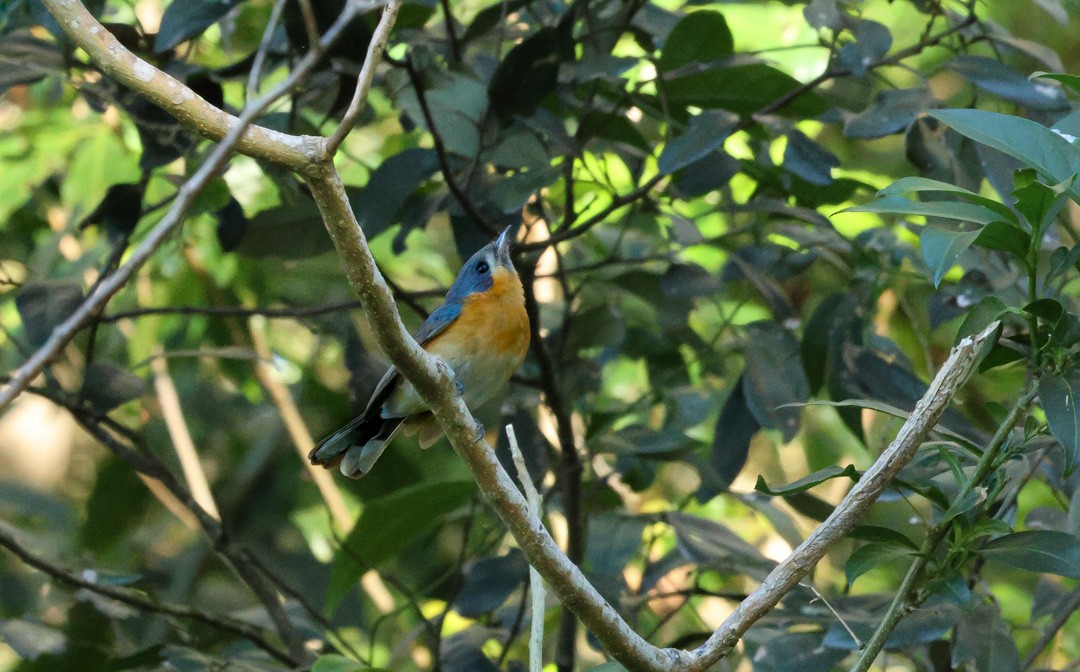 Australian Spectacled Monarch - ML641956577