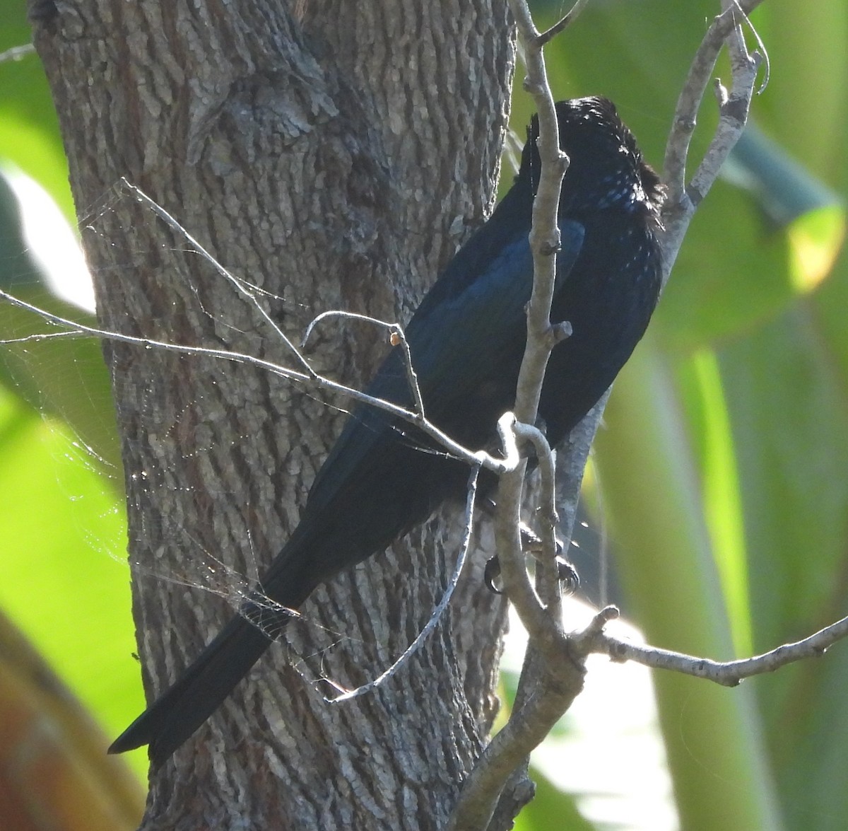 Spangled Drongo - ML641956588