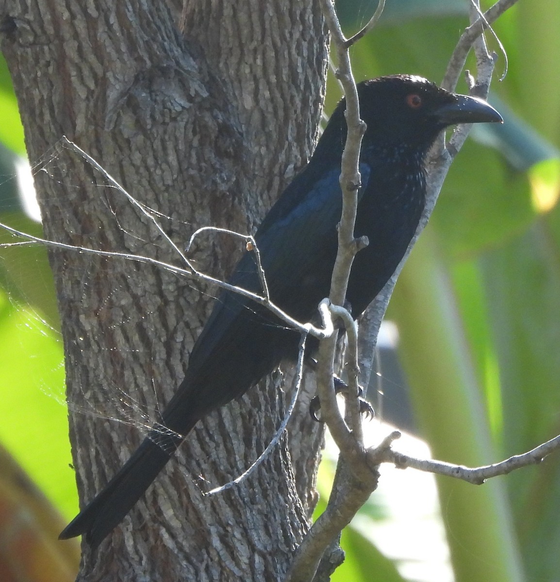 Spangled Drongo - ML641956589