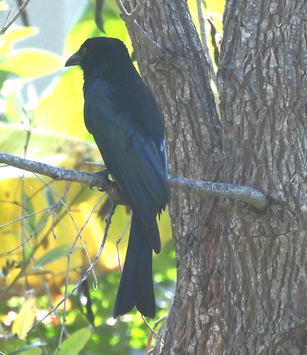Spangled Drongo - ML641956590