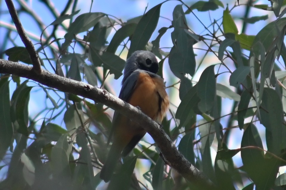 Black-faced Monarch - ML641956623