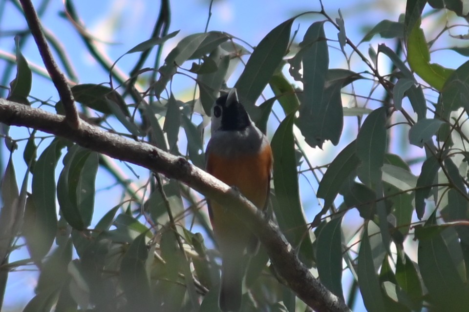 Black-faced Monarch - ML641956624