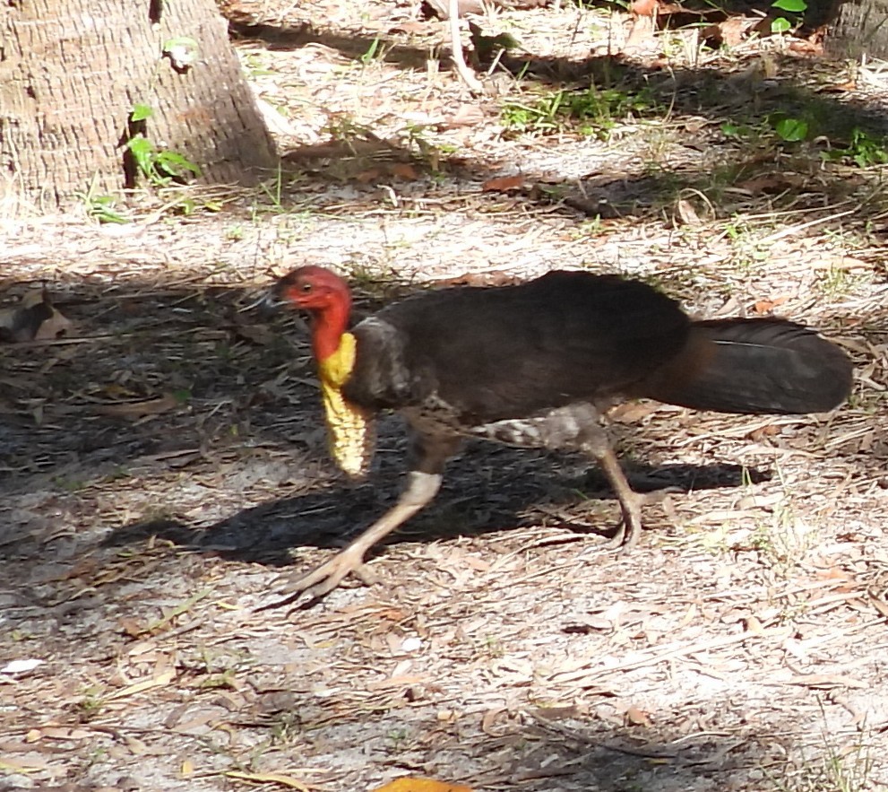 Australian Brushturkey - ML641956637