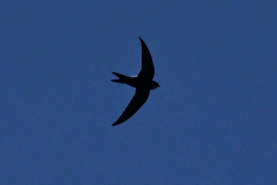 Pacific Swift - ML641956656