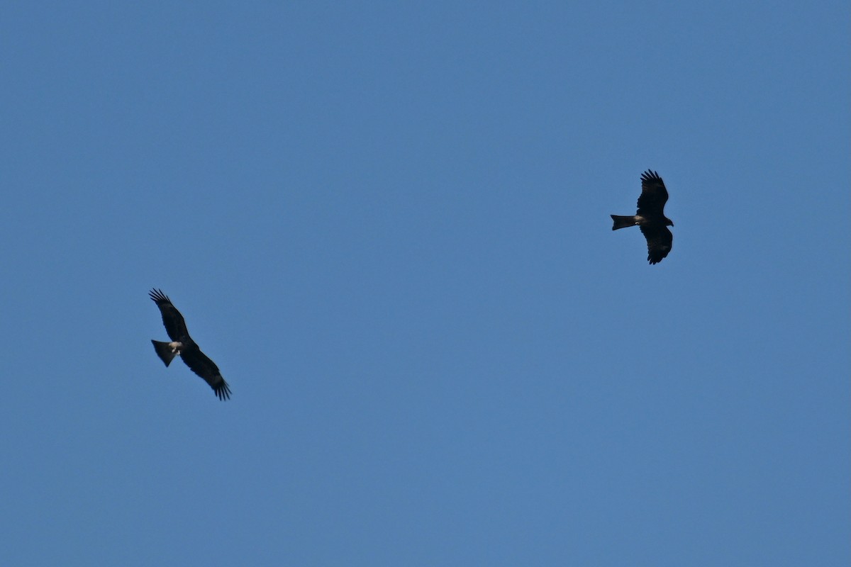 Black Kite - ML641956667