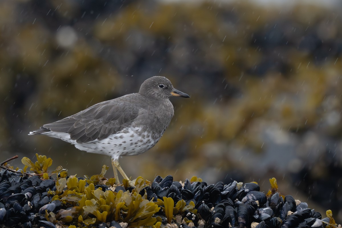 Surfbird - ML641956670