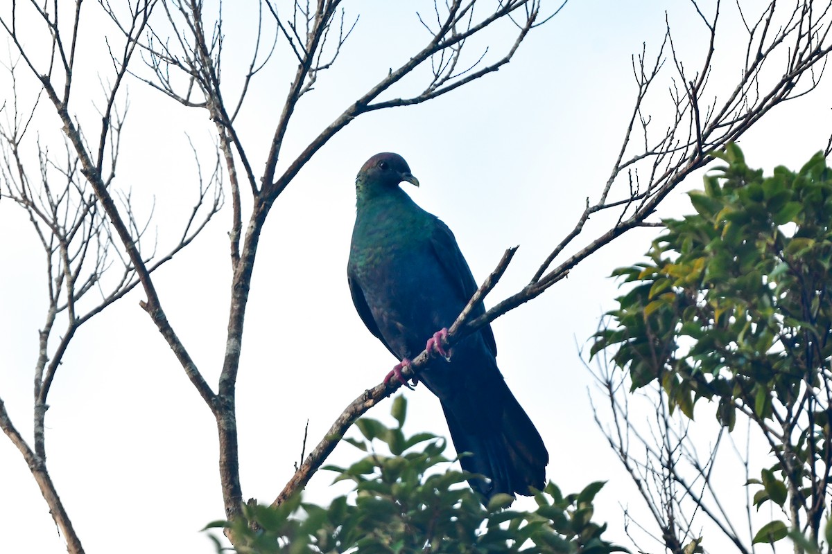 Black Wood-Pigeon - ML641956672